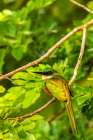 Caribbean-Tobago Rufous-tailed jacamar bird on limb Art Print